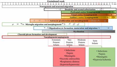 Effect of Neuroinflammation on Synaptic Organization and Function in the Developing Brain: Implications for Neurodevelopmental and Neurodegenerative Disorders